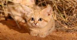 Image de Chat des sables