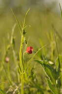 Image of red pea