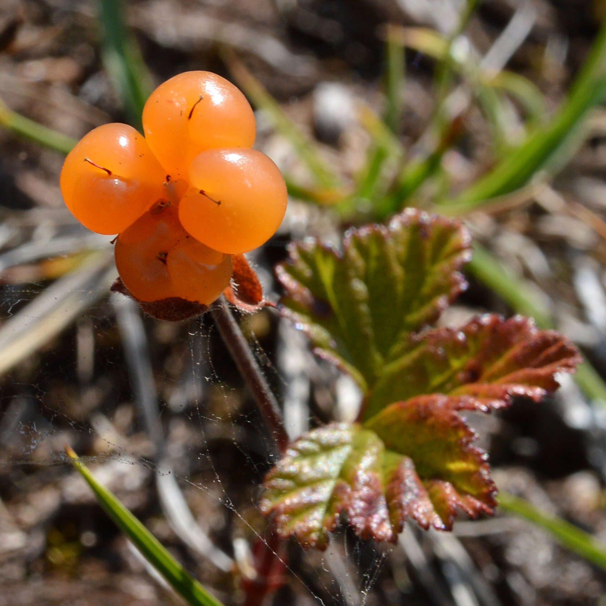 Image of cloudberry