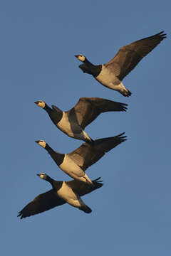 Image of Barnacle Goose