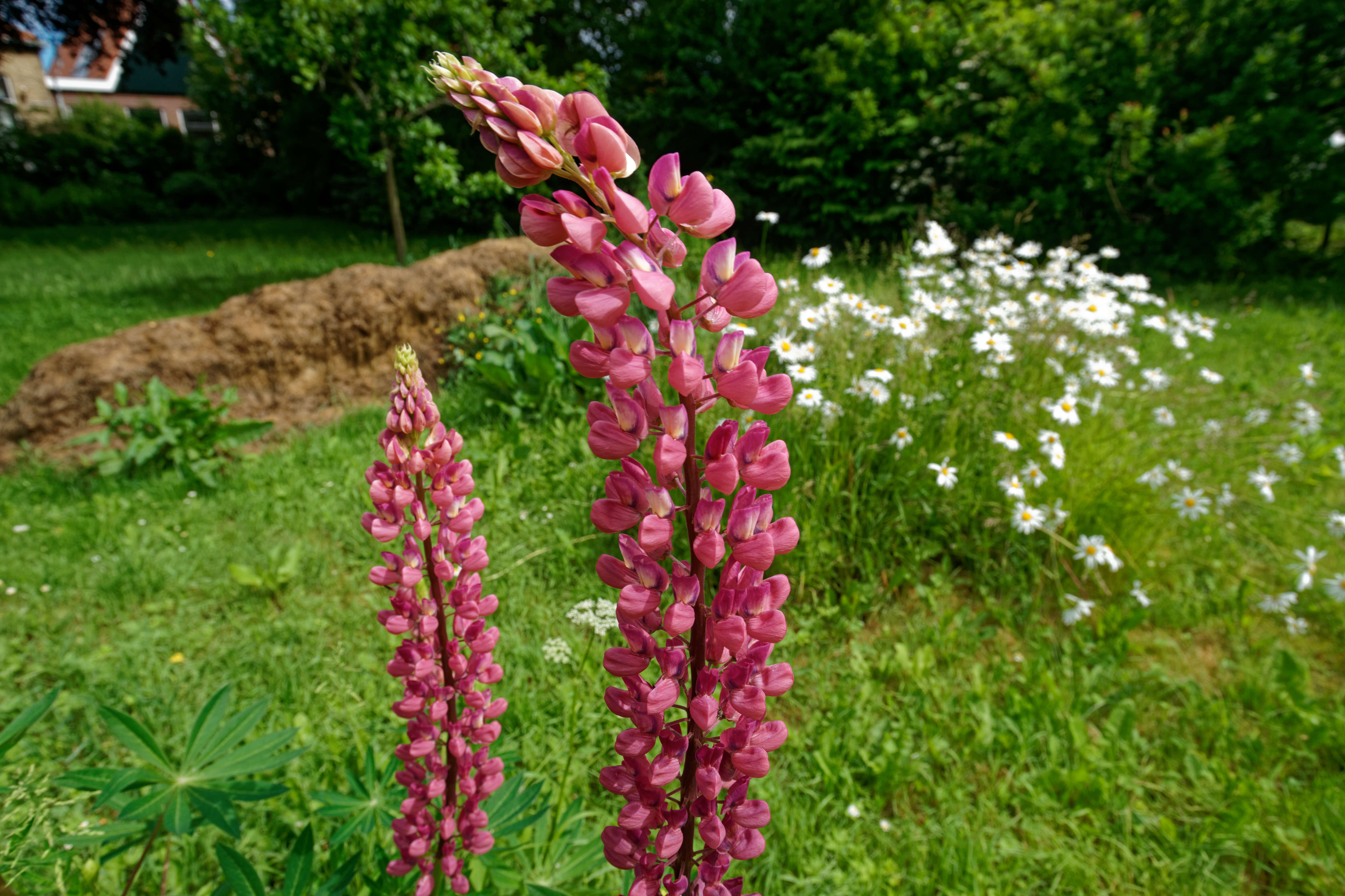 Plancia ëd Lupinus polyphyllus Lindl.