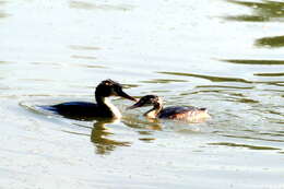 Image of Podiceps Latham 1787