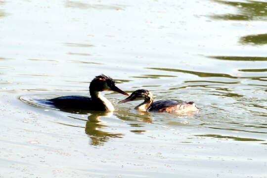 Image of Podiceps Latham 1787