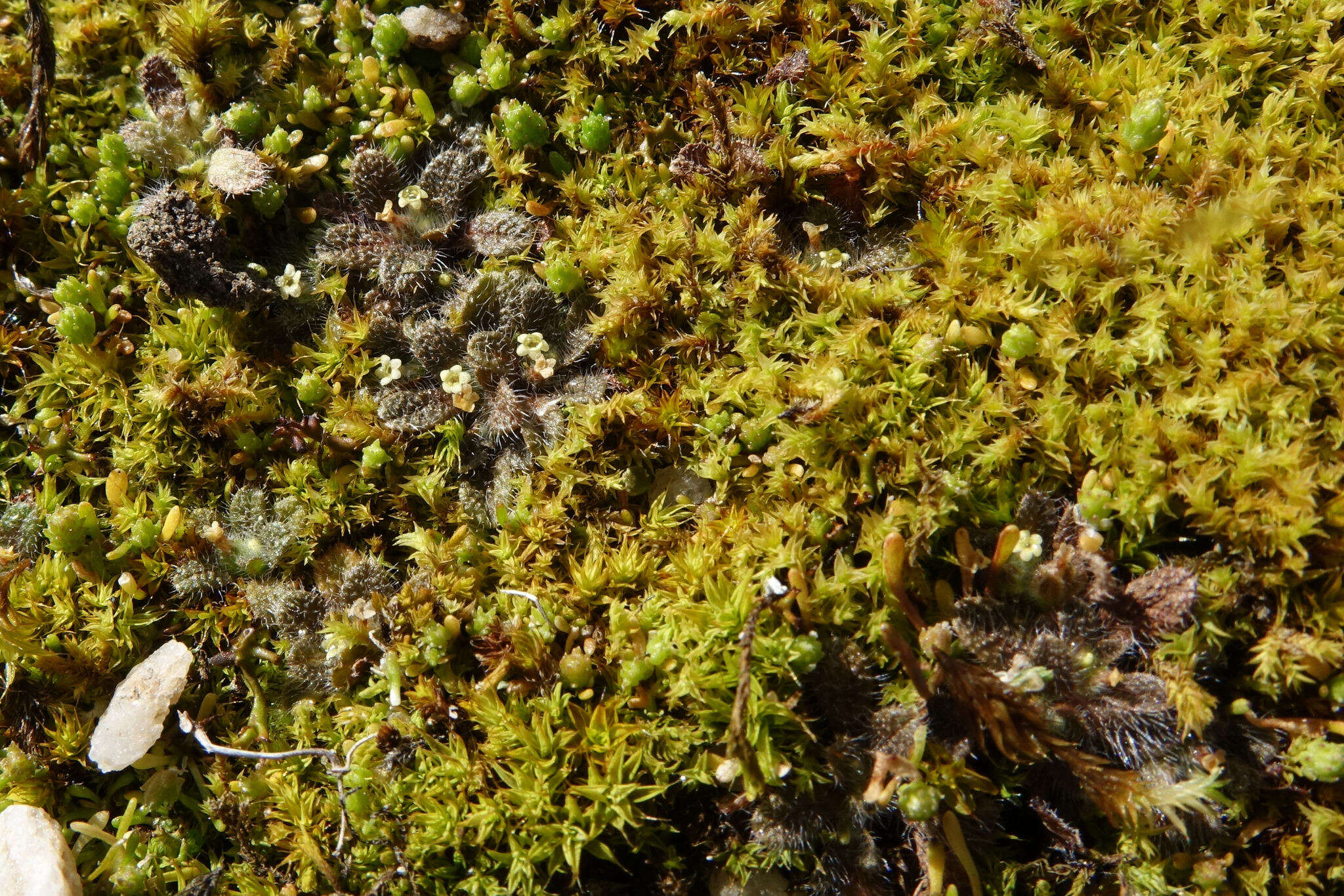 Image de Myosotis brevis de Lange & Barkla