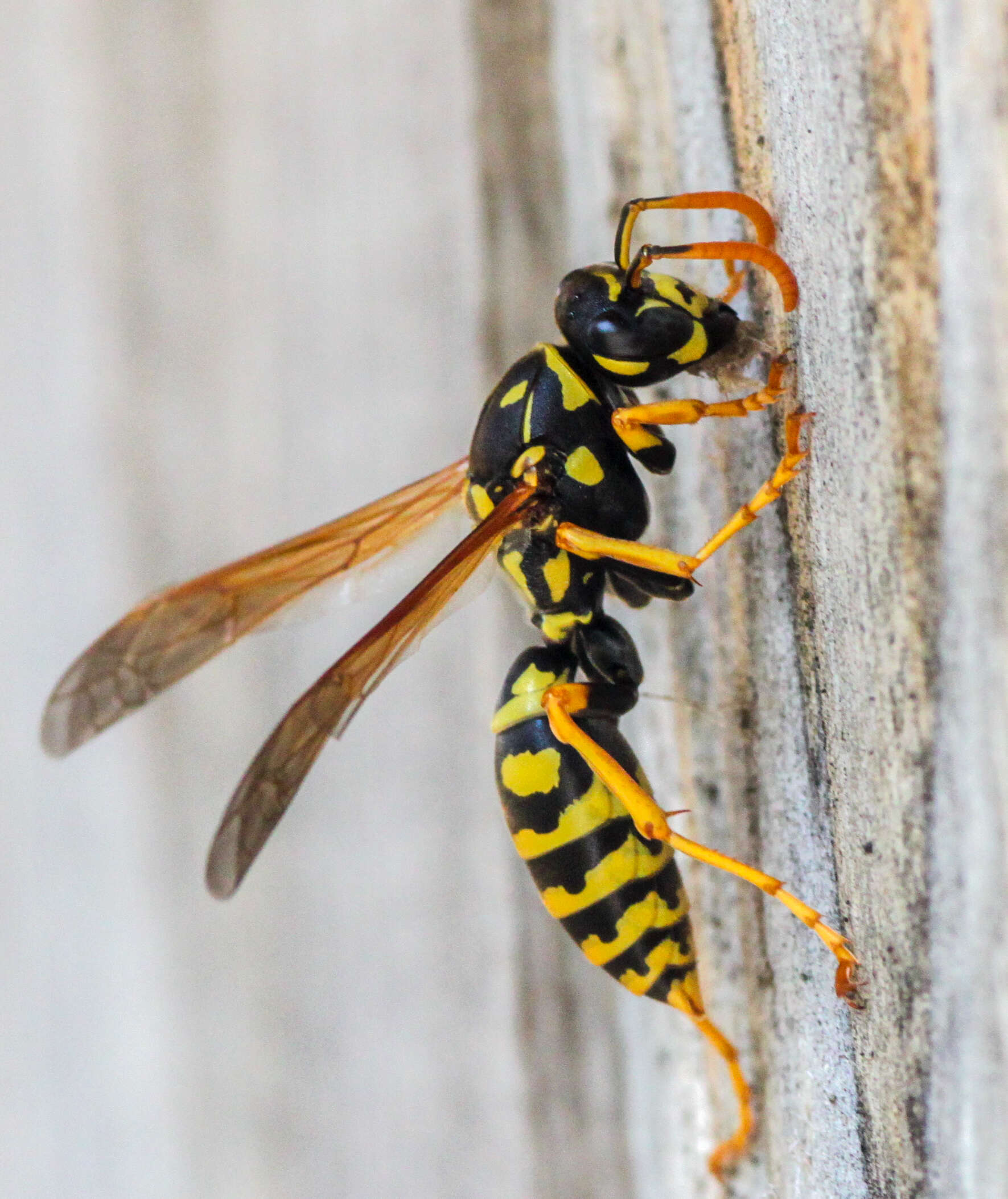 Image of European Paper Wasp