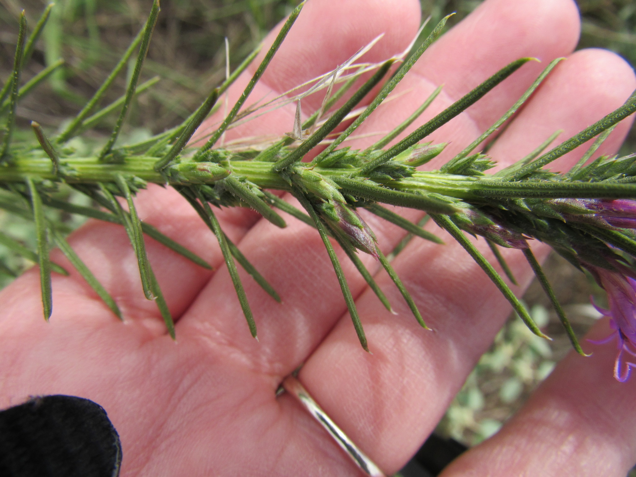 Image of <i>Liatris punctata mucronata</i>