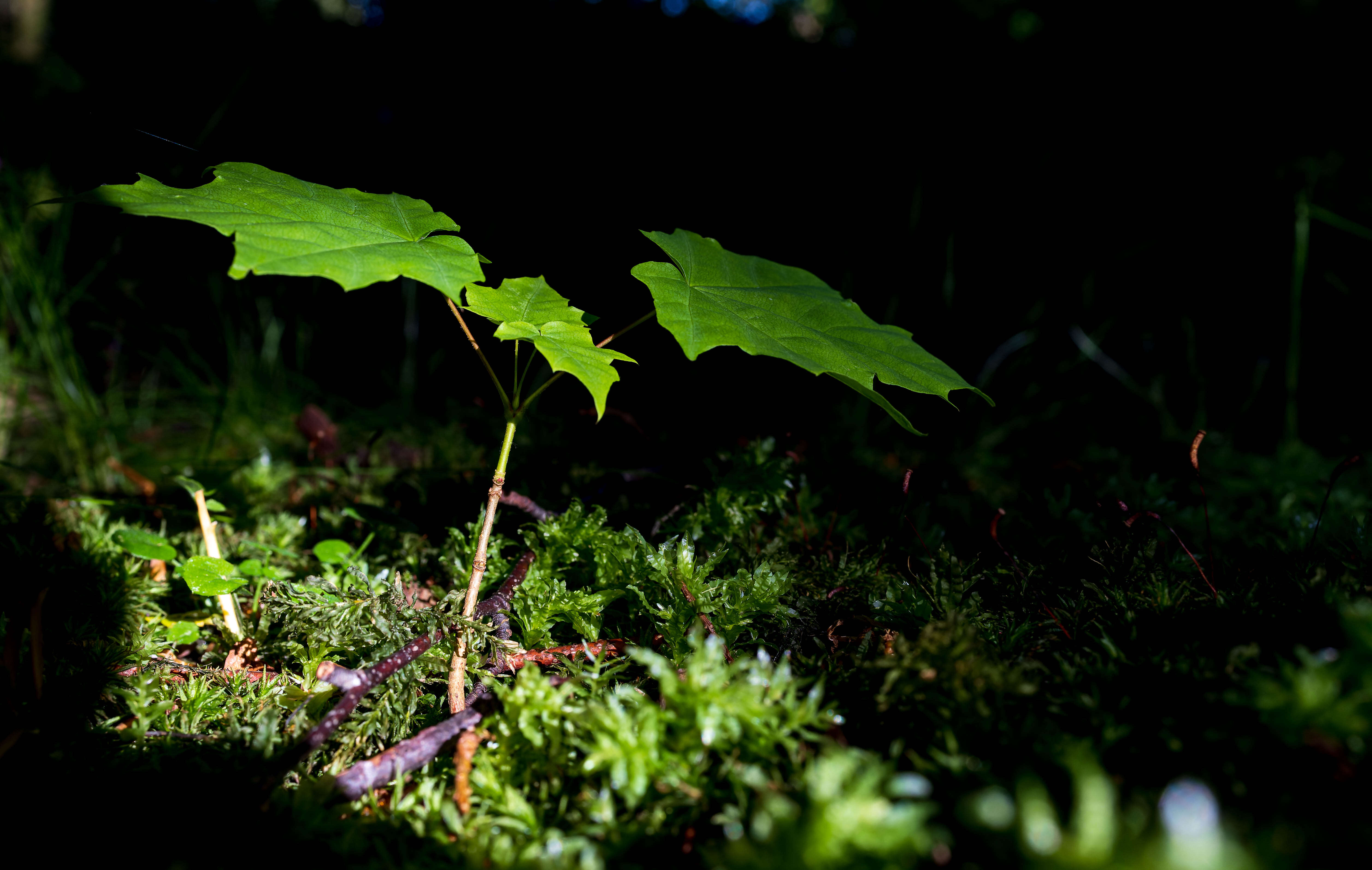 Sivun metsävaahtera kuva