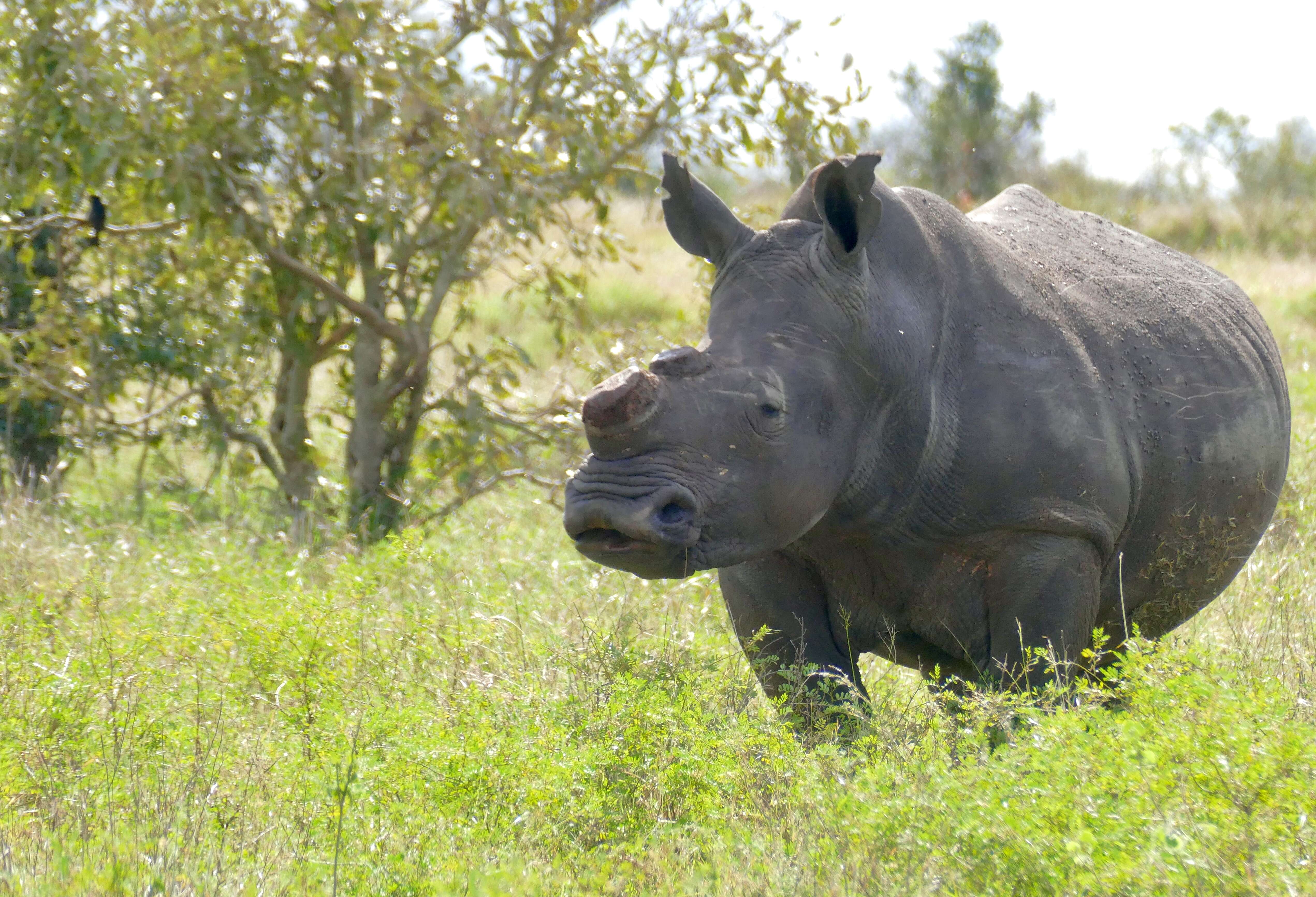 Image of Grass Rhinoceros