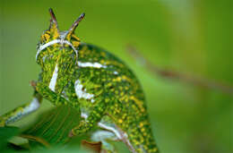 Image of Will's chameleon