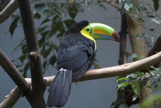 Image of Keel-billed Toucan