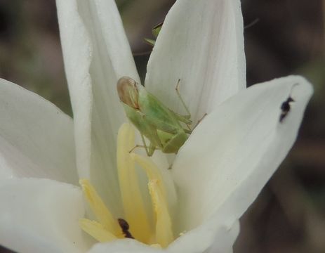 18.https www inaturalist org photos 5557064.580x360