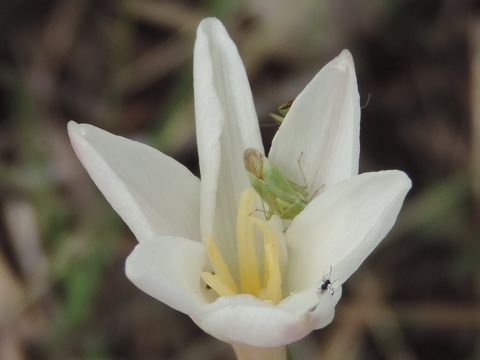 18.https www inaturalist org photos 5557066.580x360