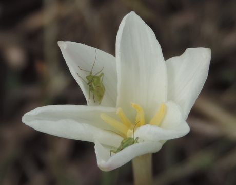 18.https www inaturalist org photos 5557067.580x360
