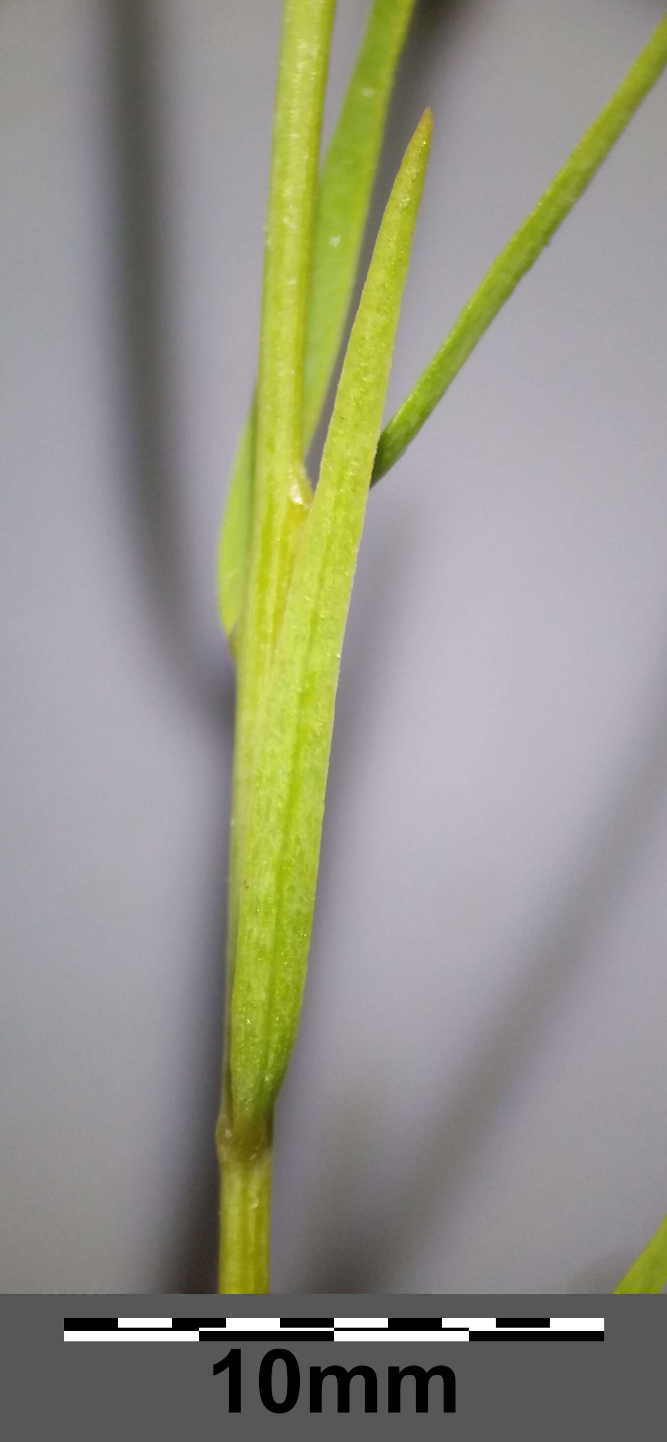 Image of Thesium pyrenaicum Pourr.