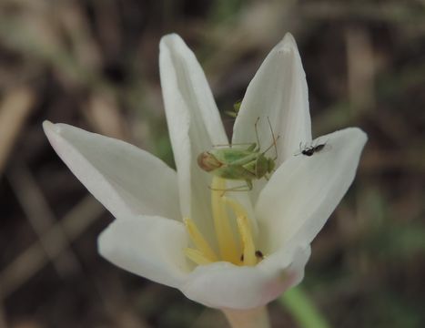 18.https www inaturalist org photos 5557070.580x360