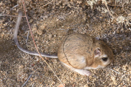 Image of Panamint kangaroo rat
