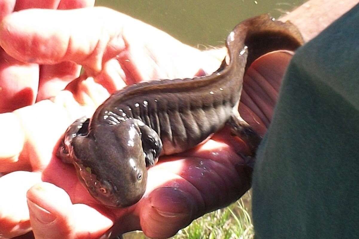 Image of Barred Tiger Salamander