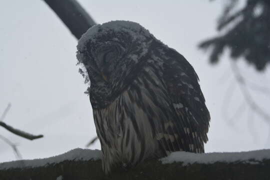 Image of Barred Owl