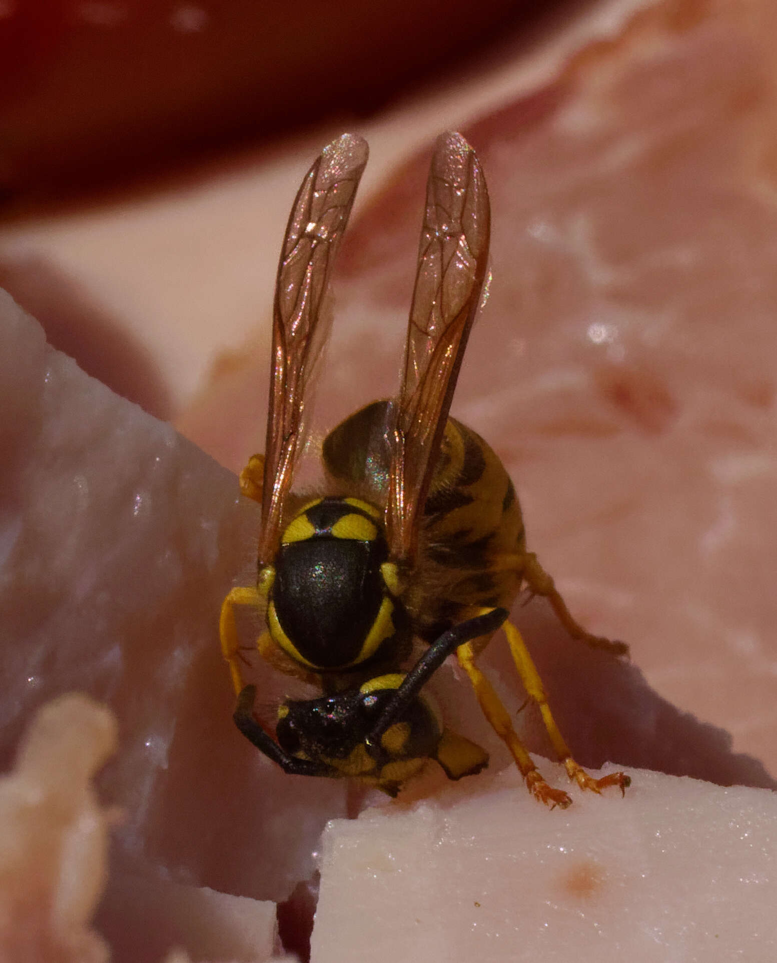 Image of Common wasp