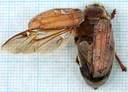 Image of chestnut cockchafer