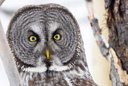 Image of Great Gray Owl