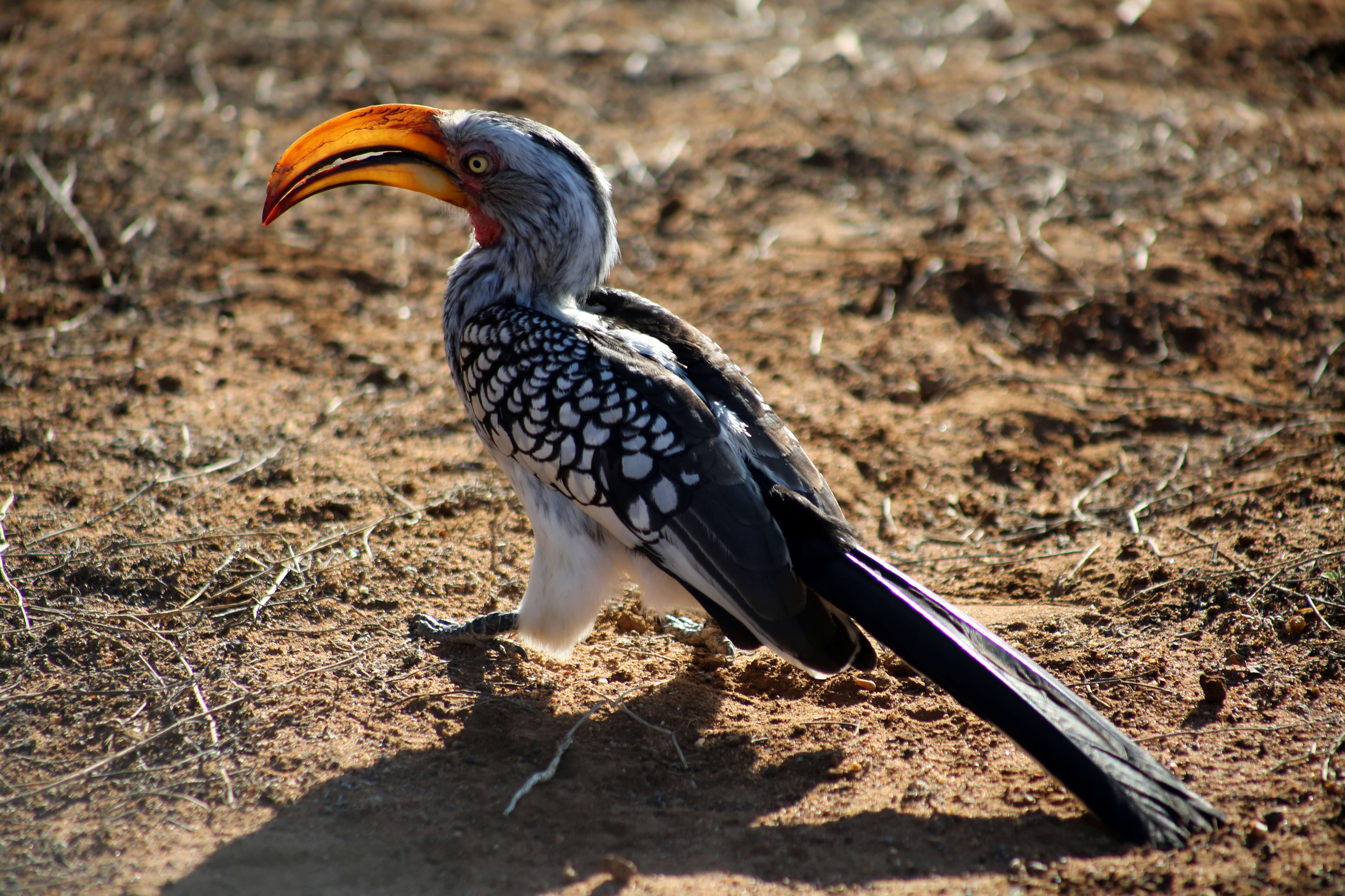 Image of Southern Yellow-billed Hornbill