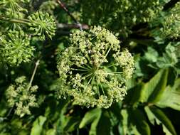 Image of Norwegian angelica