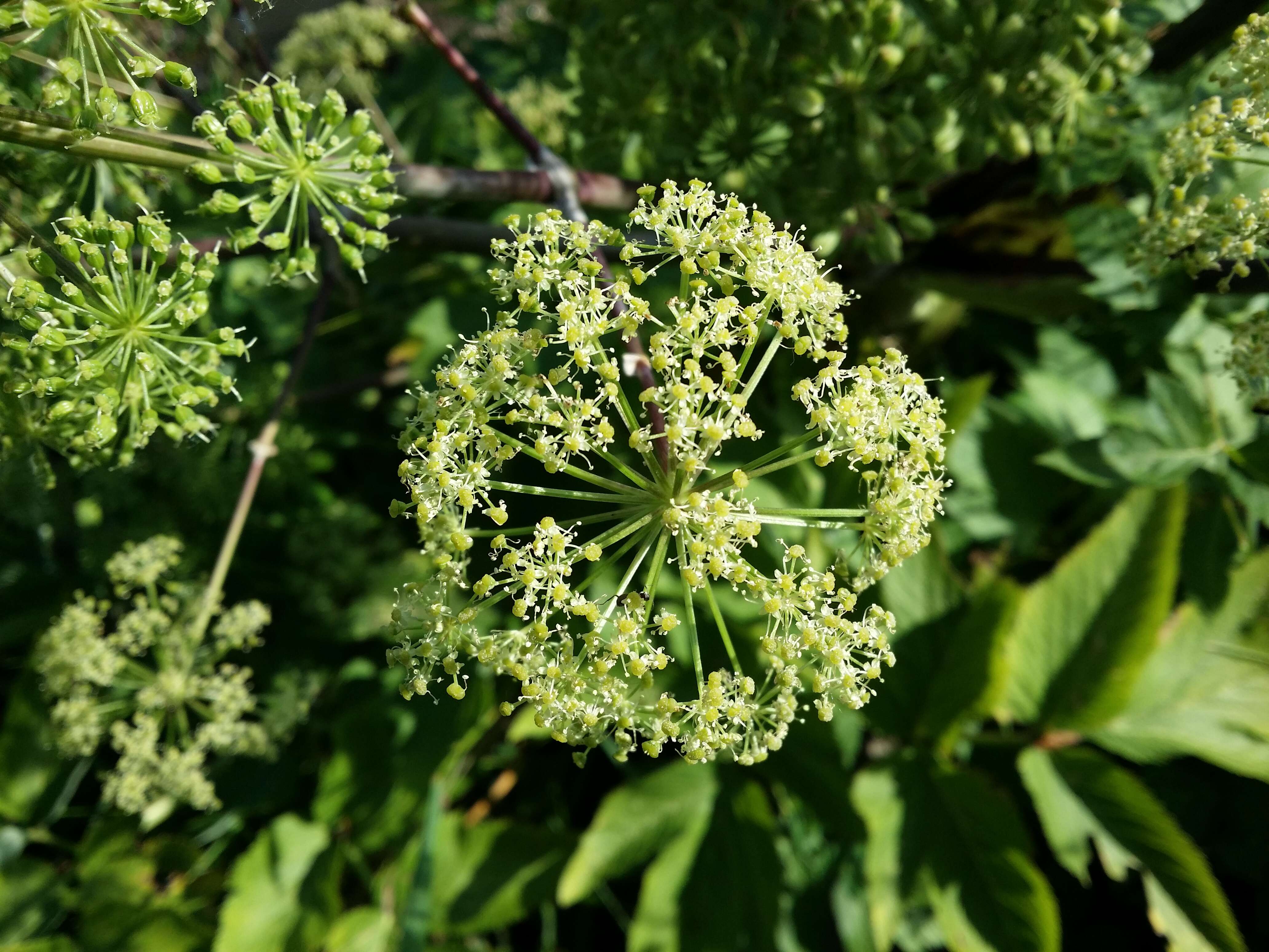 Image of Norwegian angelica