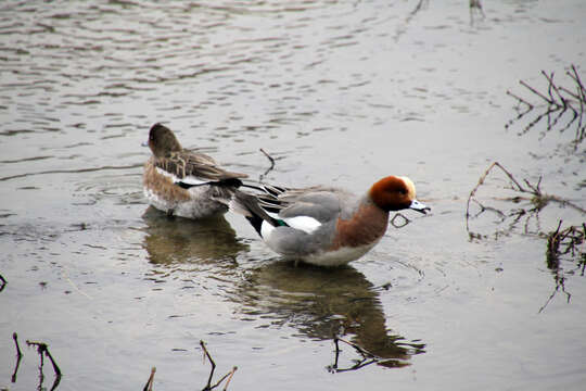 Image of Eurasian Wigeon