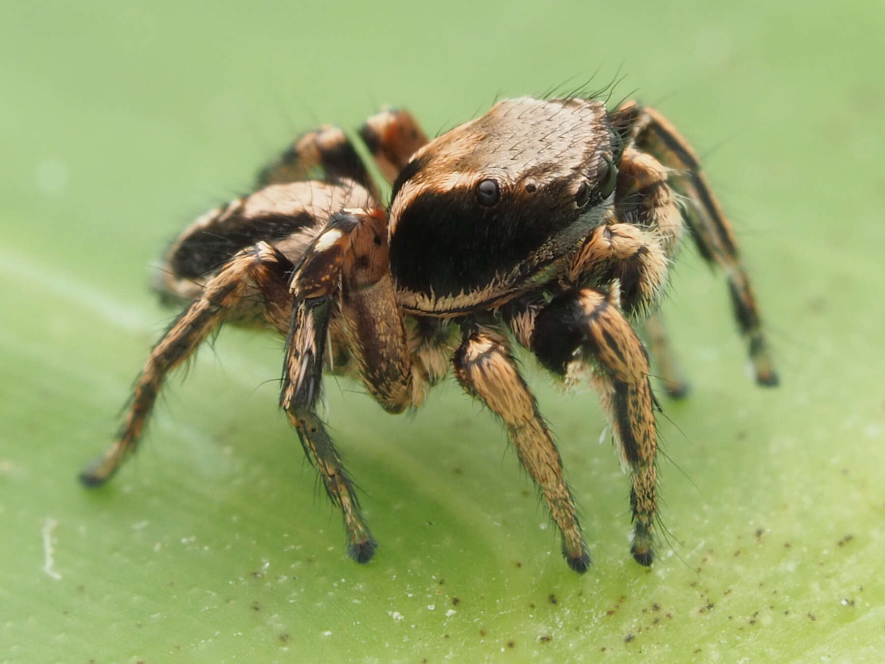 Image of Habronattus mexicanus (Peckham & Peckham 1896)