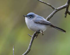 Image of gnatcatchers