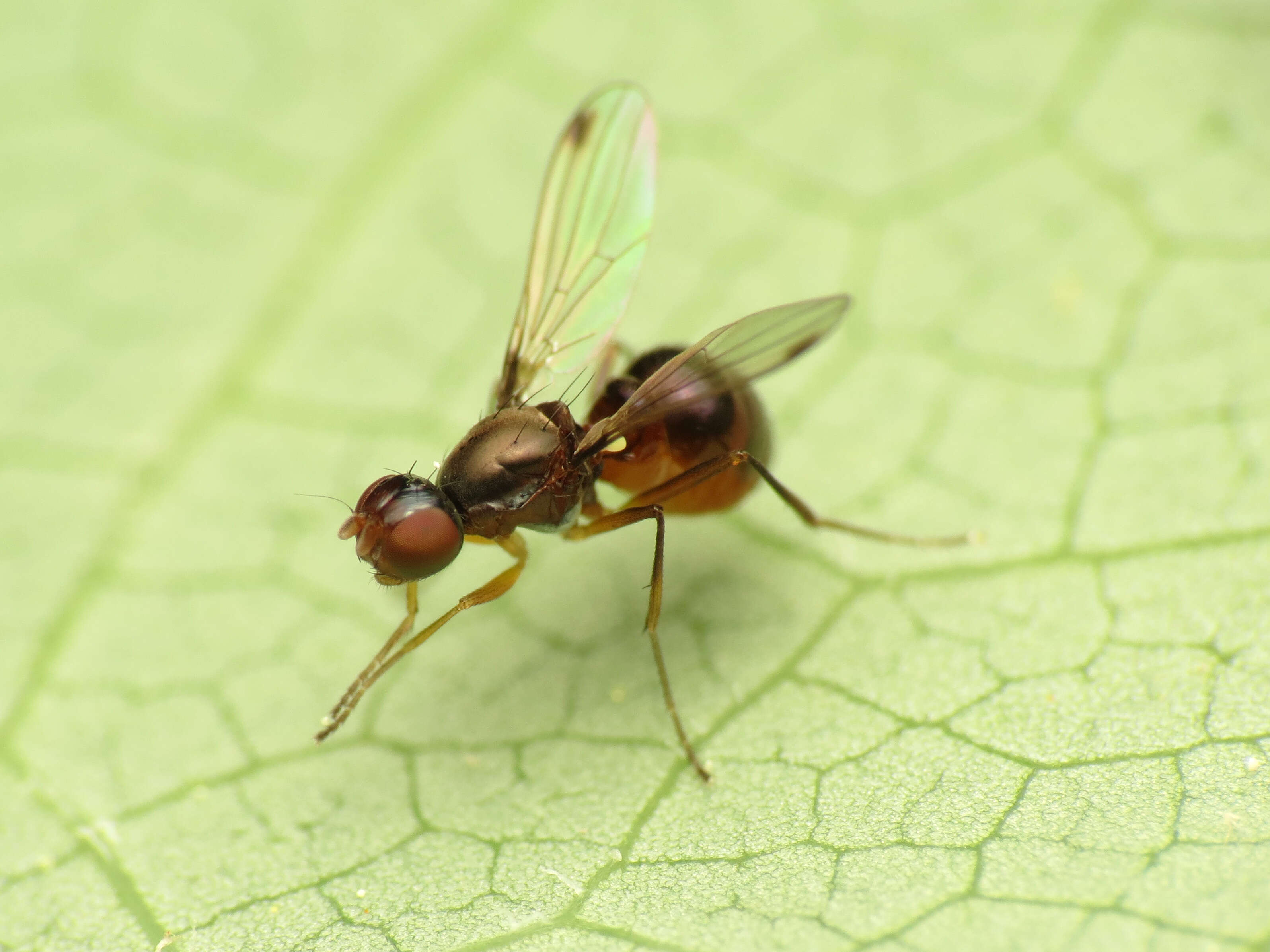 Image of Black scavenger fly