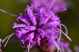 Слика од Liatris cylindracea Michx.