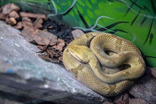 Image of Golden Lancehead