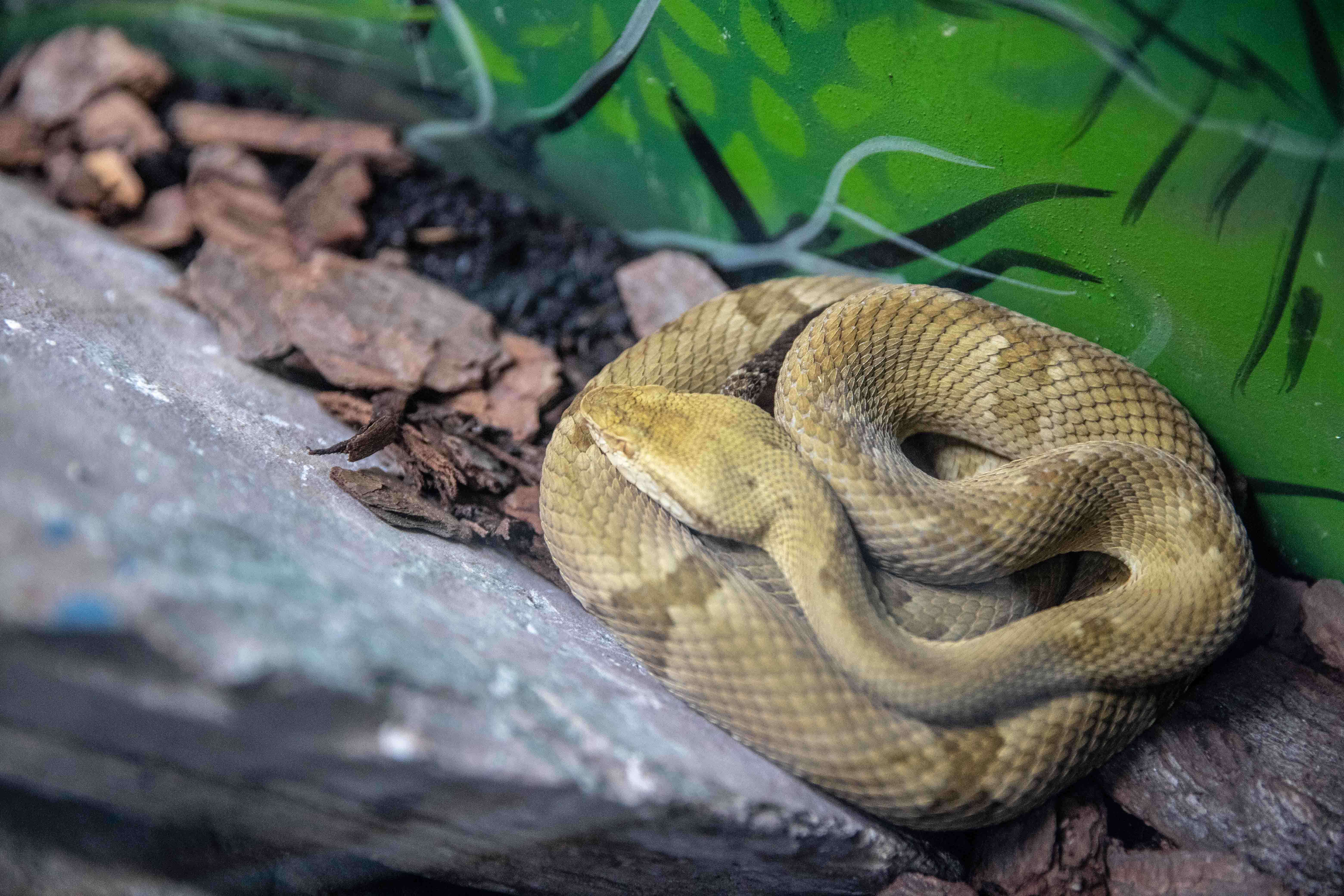 Plancia ëd Bothrops insularis (Amaral 1921)