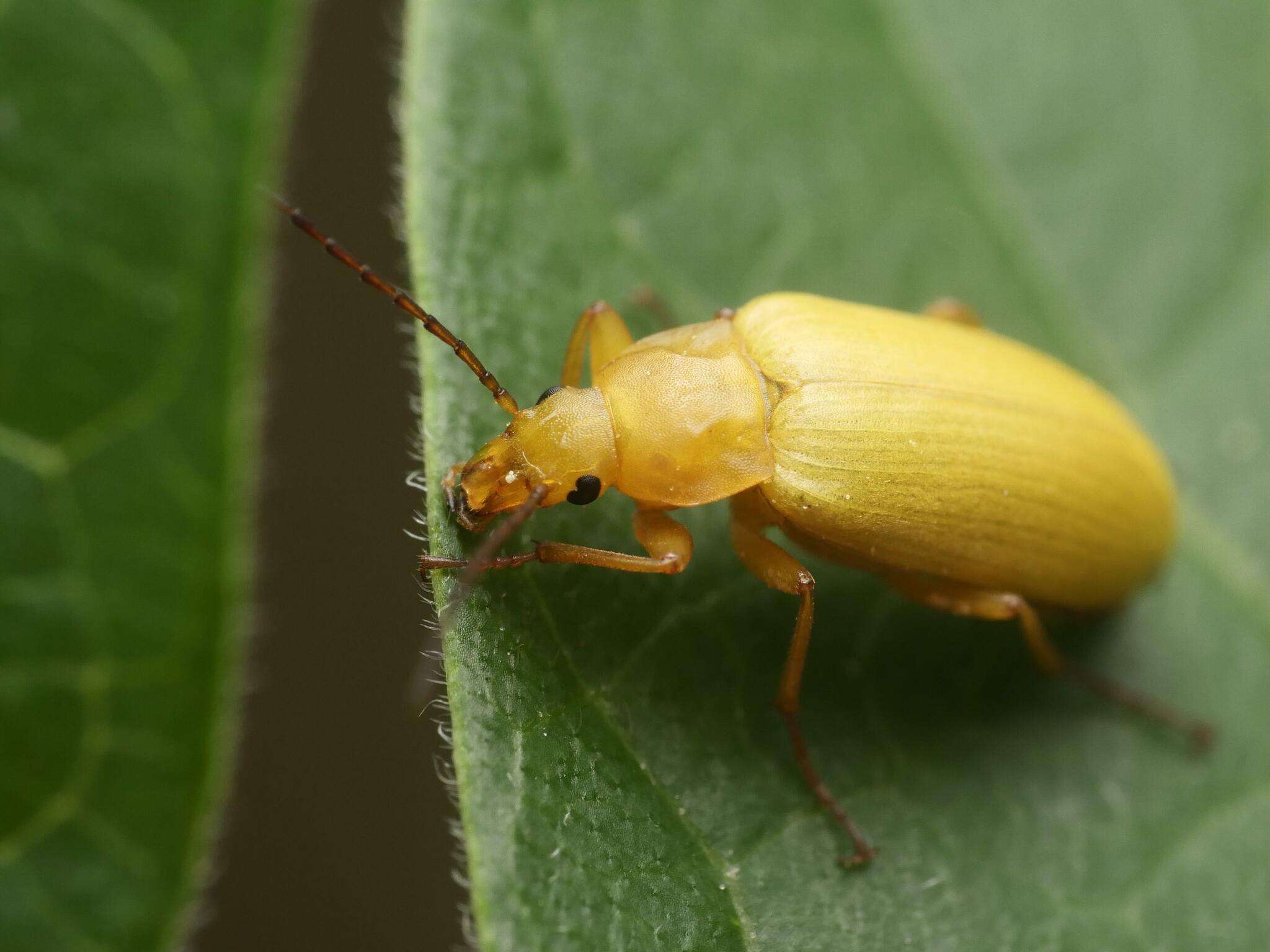 Image of Cteniopus sulphureus