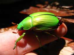 特別セール品】 Chrysina clypealis ［標本］やっさん 虫類用品 - www 