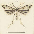 Amblyptilia deprivatalis (Walker 1864) resmi