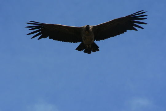 Image of Andean Condor
