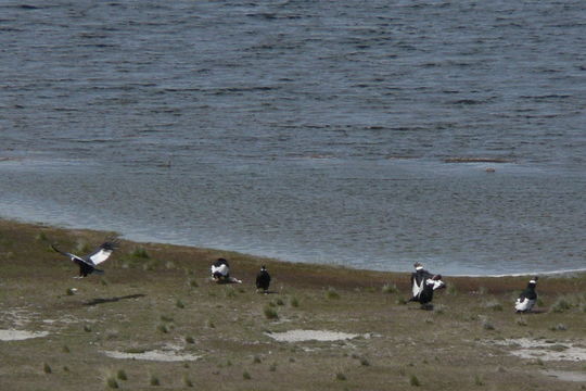 18.https www inaturalist org photos 5560825.580x360