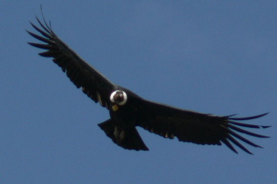 18.https www inaturalist org photos 5560827.580x360