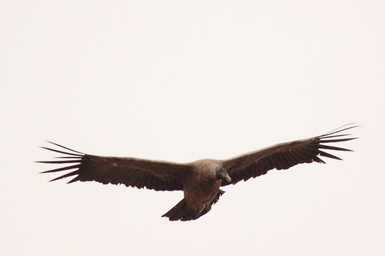 18.https www inaturalist org photos 5560869.580x360