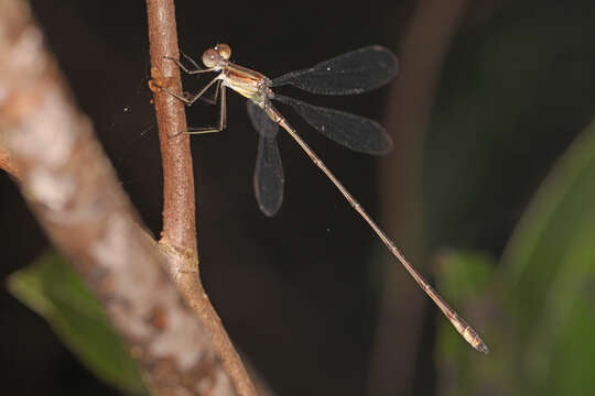 Слика од Lestes tenuatus Rambur 1842