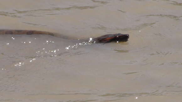 Image of Green anaconda