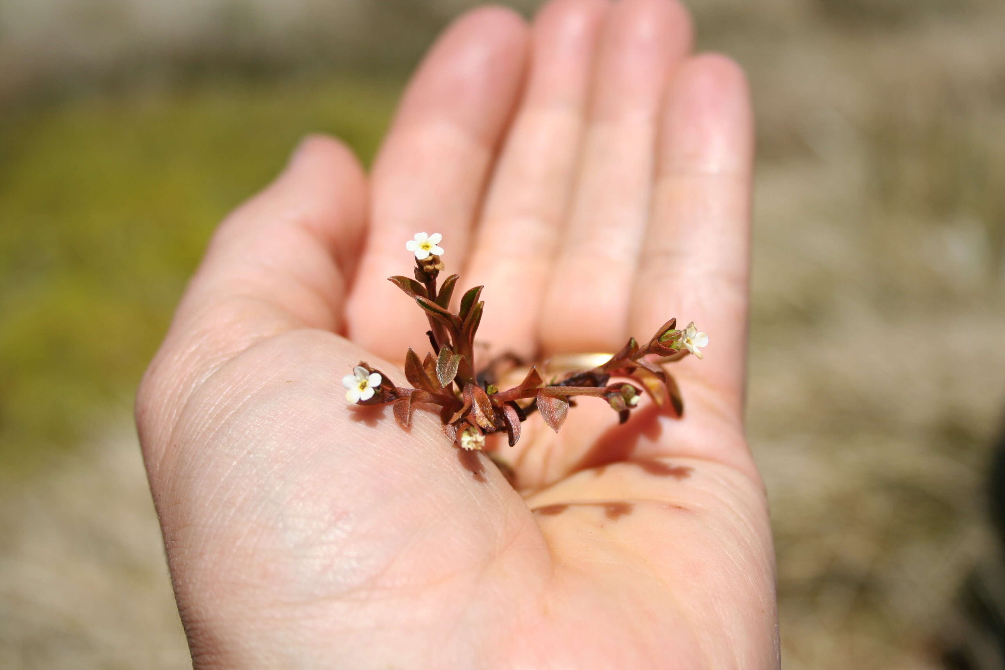 Imagem de Myosotis bryonoma Meudt, Prebble & Thorsen