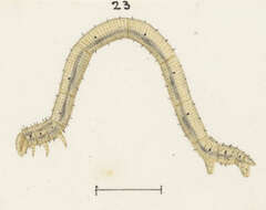 Scopula rubraria Doubleday 1843 resmi