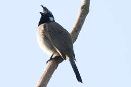 Image of Himalayan Bulbul