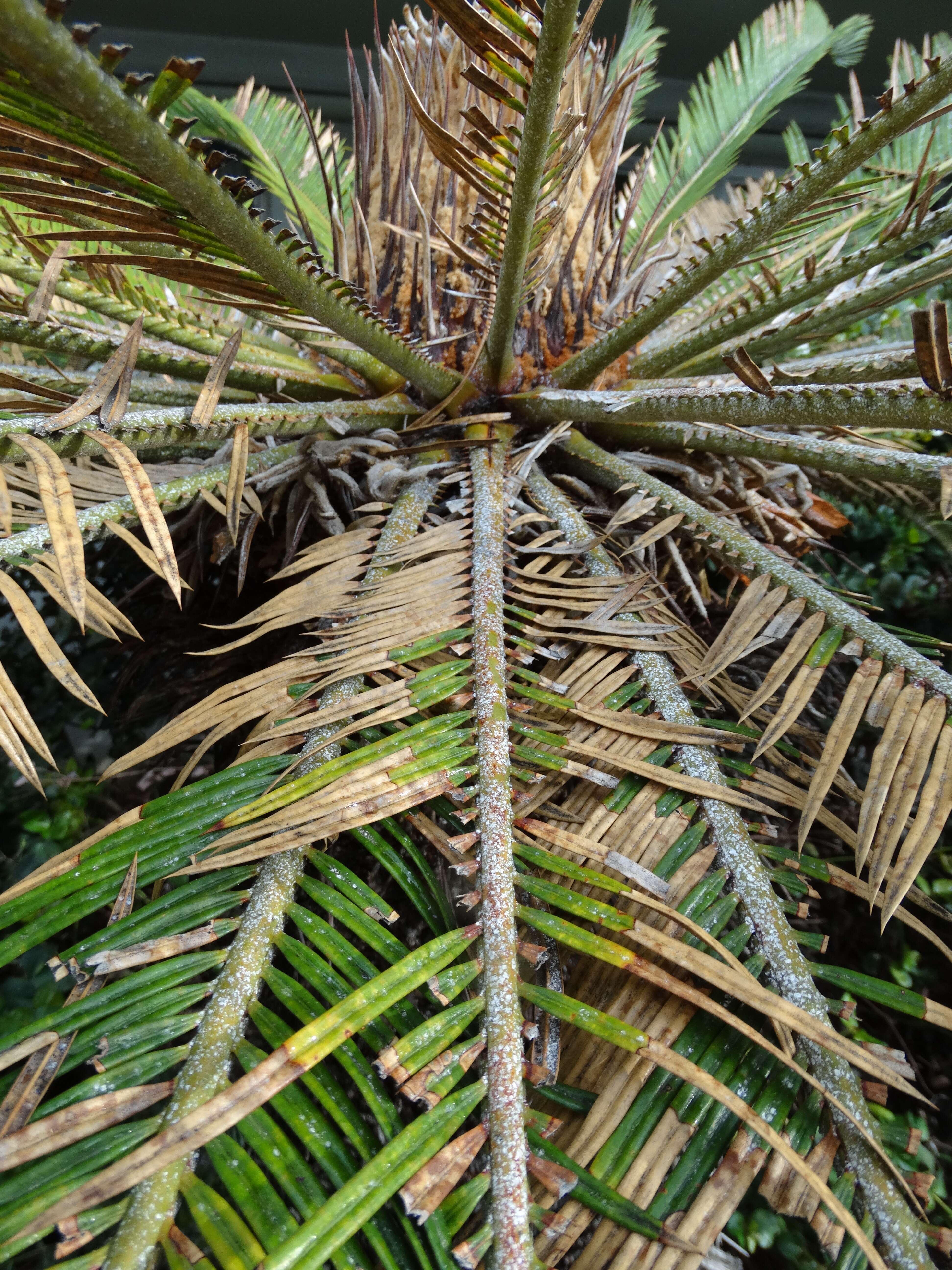 Image of Cycad aulacaspis scale