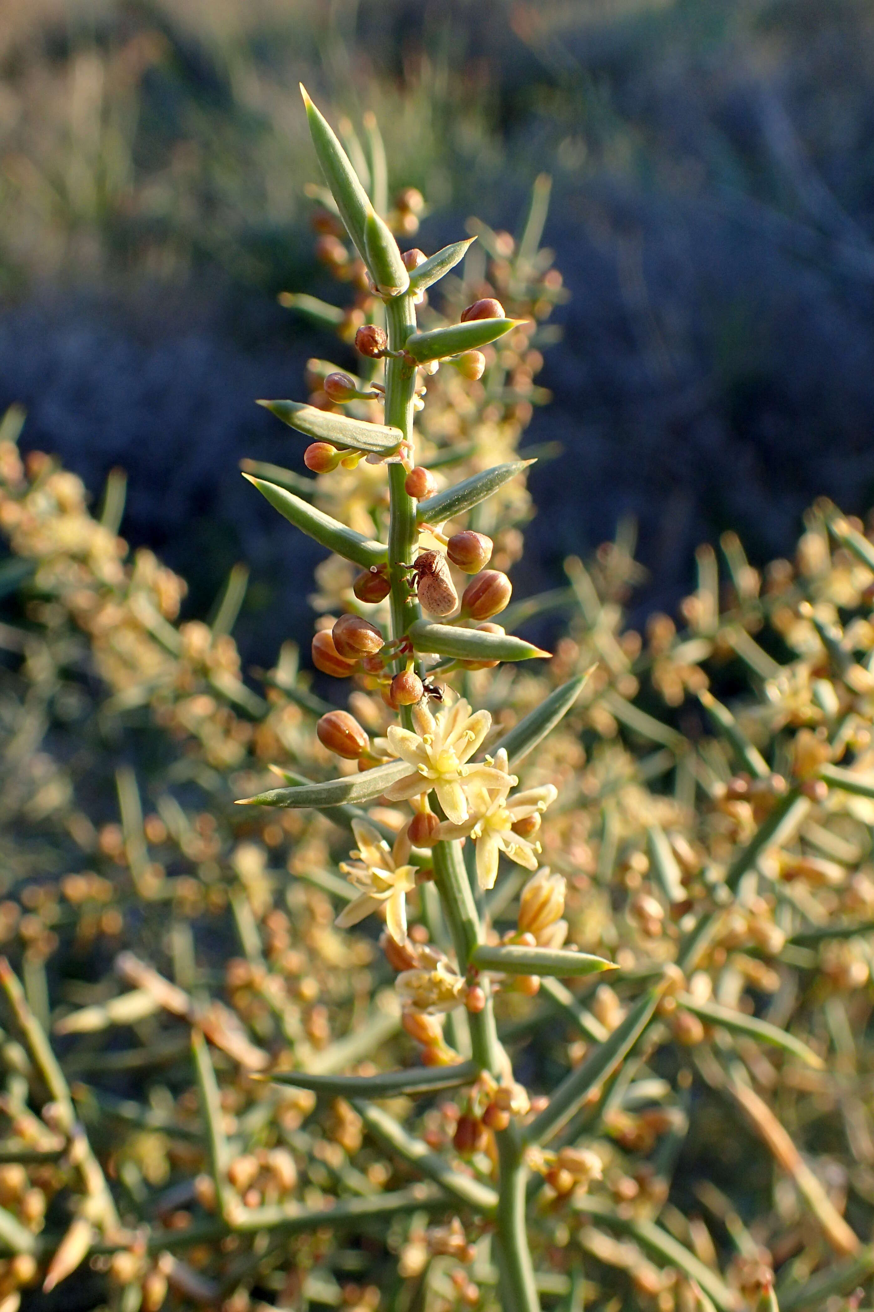 Image of Asparagus horridus L.