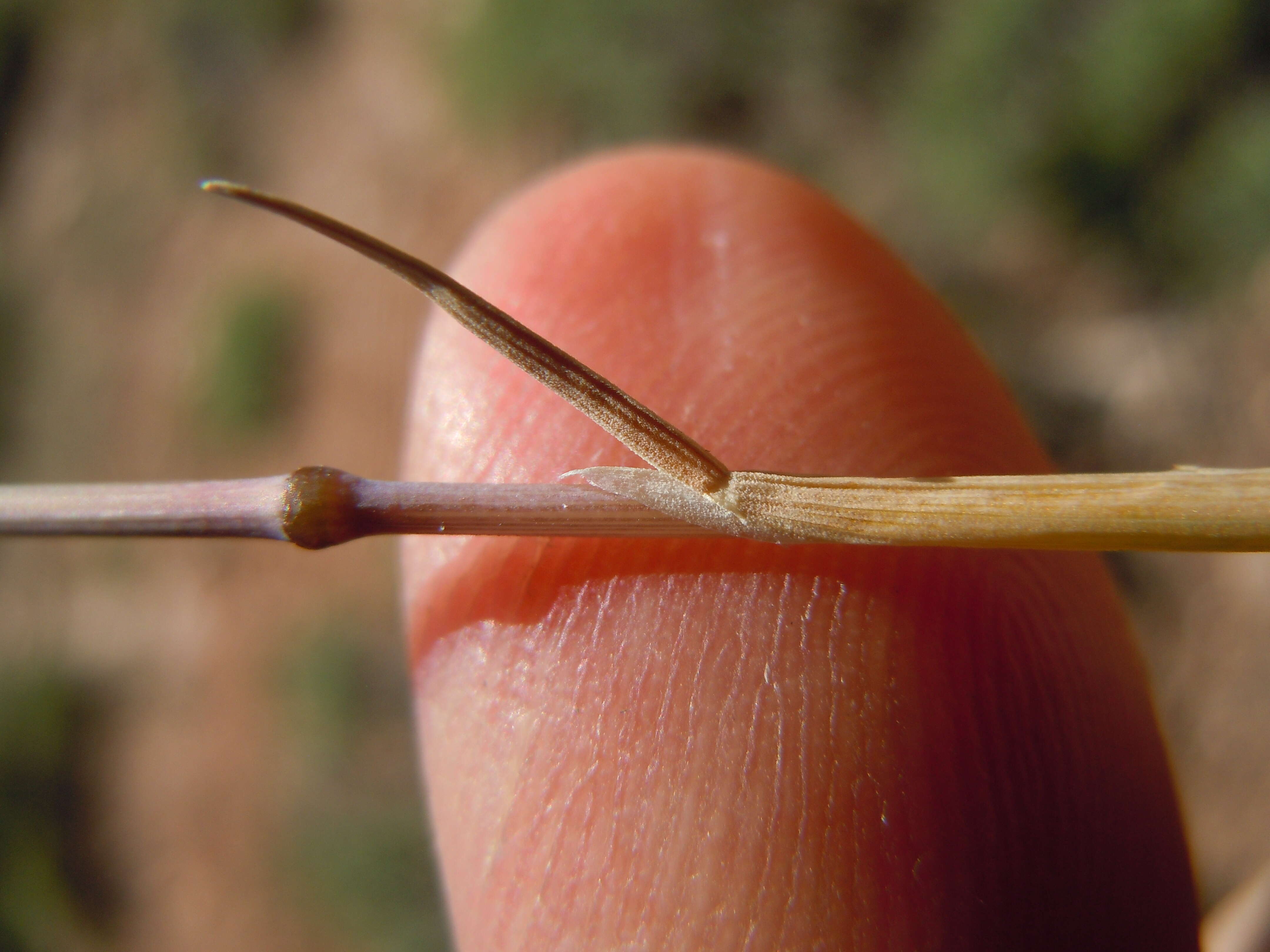 Plancia ëd Poa fendleriana (Steud.) Vasey